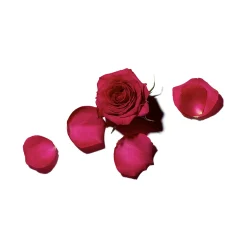 Benamôr Rose Amélie Revitalizing Body Lotion 300ml (10.1floz)